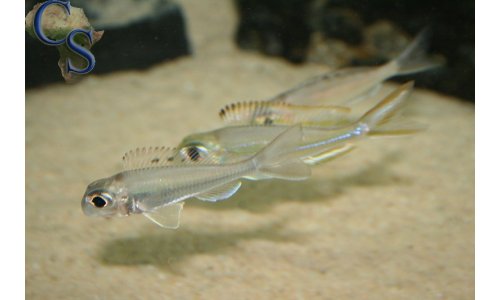Xenotilapia ornatipinnis burundi